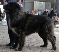 Caucasian Shepherd Puppies Photos