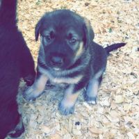 Caucasian Shepherd Puppies Photos