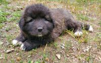 Caucasian Shepherd Puppies Photos