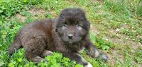 Caucasian Shepherd Puppies Photos