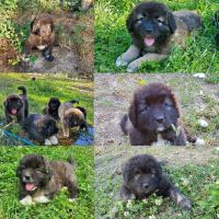 Caucasian Shepherd Puppies Photos