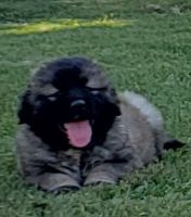 Caucasian Shepherd Puppies Photos