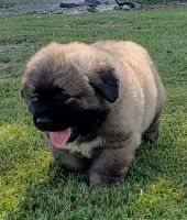 Caucasian Shepherd Puppies Photos