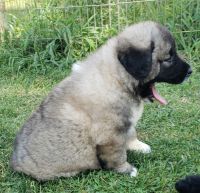 Caucasian Shepherd Puppies Photos