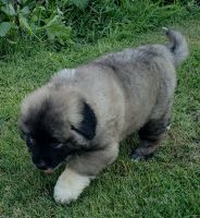 Caucasian Shepherd Puppies Photos