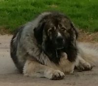 Caucasian Shepherd Puppies Photos