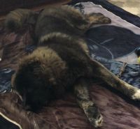 Caucasian Shepherd Puppies Photos