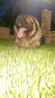 Caucasian Shepherd Puppies Photos