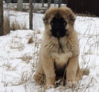 Caucasian Shepherd Puppies Photos