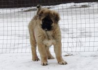 Caucasian Shepherd Puppies Photos