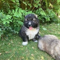 Caucasian Shepherd Puppies Photos