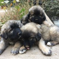 Caucasian Shepherd Puppies Photos