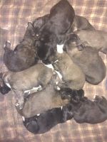 Caucasian Shepherd Puppies Photos