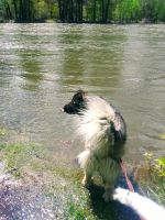 Caucasian Shepherd Puppies Photos