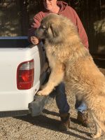 Caucasian Shepherd Puppies Photos