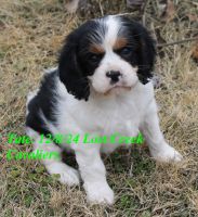 Cavalier King Charles Spaniel Puppies for sale in Quapaw, Oklahoma. price: $1,640