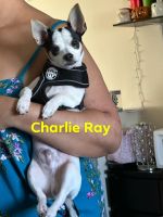 Chihuahua Puppies for sale in Allentown, Pennsylvania. price: $450