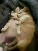 Chihuahua Puppies for sale in Oxford, Connecticut. price: $600