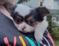 Chihuahua Puppies for sale in Stafford Springs, Connecticut. price: $3,000