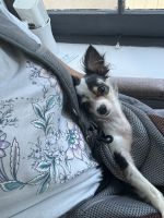 Chihuahua Puppies for sale in Monroe, New York. price: $750