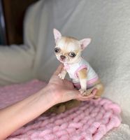 Chihuahua Puppies for sale in Accord, New York. price: $700