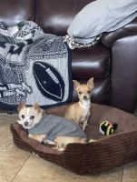 Chihuahua Puppies for sale in Indio, California. price: NA