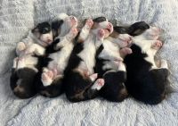 Corgi Puppies for sale in Virgilina, Virginia. price: $1,200