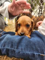 Dachshund Puppies for sale in Chehalis, Washington. price: $1,000