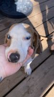 Dachshund Puppies for sale in Oakdale, California. price: $500