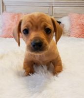 Dachshund Puppies for sale in Sparks, NV, USA. price: $850