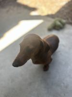 Dachshund Puppies for sale in Corona, California. price: $750