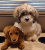 Dachshund Puppies for sale in Chico, CA, USA. price: NA