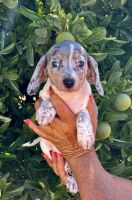 Dachshund Puppies for sale in Murrieta, CA, USA. price: $2,800