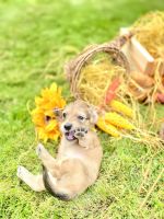 Dachshund Puppies for sale in Arlington, Washington. price: $3,800