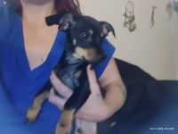 Dachshund Puppies for sale in Aloha, Oregon. price: $400