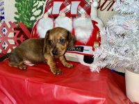 Dachshund Puppies for sale in Victorville, CA, USA. price: $1,400