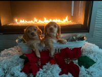 Dachshund Puppies for sale in Alpine, California. price: $3,500