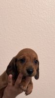 Dachshund Puppies for sale in Bakersfield, California. price: $750