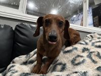 Dachshund Puppies for sale in Buena Park, California. price: $600