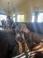 Doberman Pinscher Puppies for sale in Reno, Nevada. price: $500