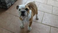 English Bulldog Puppies for sale in Lake Havasu City, Arizona. price: $950