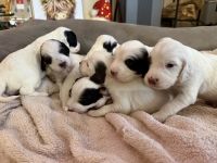 English Setter Puppies for sale in Dayton, Nevada. price: $800