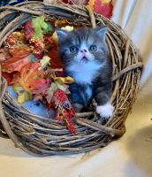 Exotic Shorthair Cats for sale in Pensacola, Florida. price: $875