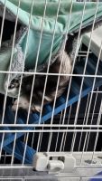 Ferret Animals for sale in Chicago, Illinois. price: $500