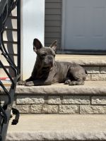 French Bulldog Puppies for sale in Elizabeth, New Jersey. price: $800