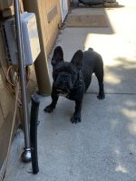 French Bulldog Puppies for sale in Reno, Nevada. price: $1,000