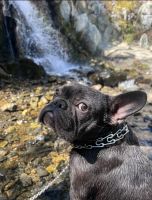 French Bulldog Puppies for sale in Reno, Nevada. price: $1,000