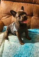 French Bulldog Puppies for sale in State College, Pennsylvania. price: $1,200