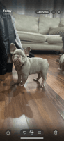 French Bulldog Puppies for sale in Reno, Nevada. price: $2,200