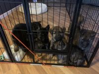 German Shepherd Puppies for sale in Fernley, NV, USA. price: $500